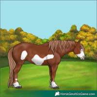 Horse Color:Chestnut Frame