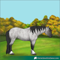 Horse Color:Grullo Roan Tobiano