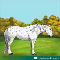 Horse Color:Black Appaloosa 
