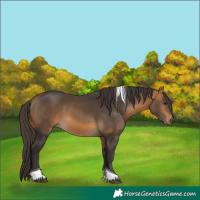Horse Color:Buckskin Tobiano