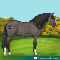 Horse Color:Grullo