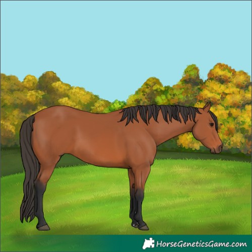 Horse Color:Bay 