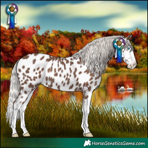 Horse Color:Silver Black Sabino Splash Appaloosa 