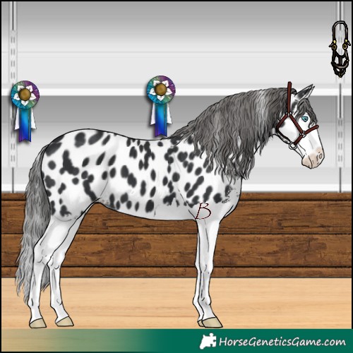 Horse Color:Black Sabino Splash Appaloosa 
