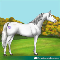 Horse Color:Silver Bay Roan Dun Appaloosa Rabicano