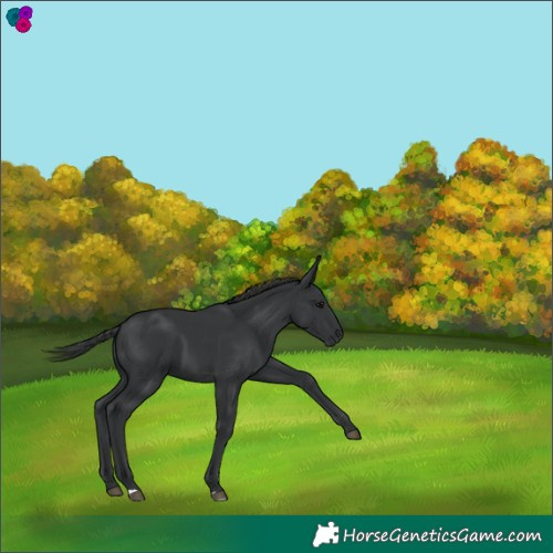 Horse Color:Black 