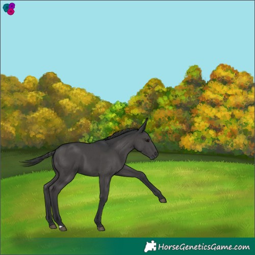 Horse Color:Black 