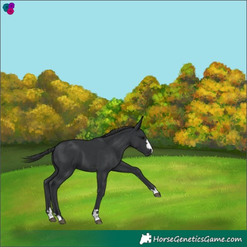 Horse Color:Black 