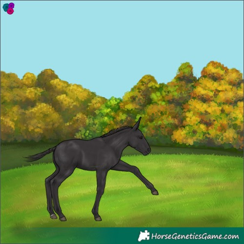 Horse Color:Smoky Black 