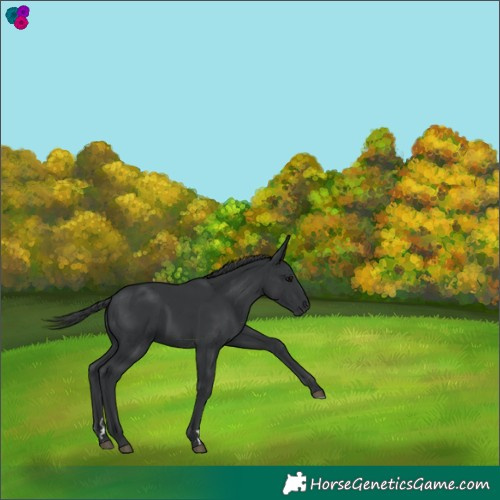 Horse Color:Black 