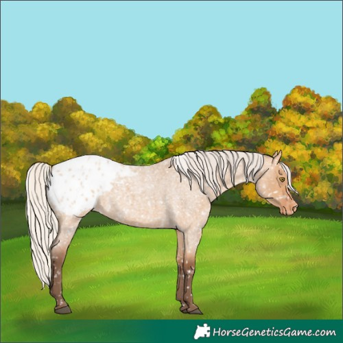 Horse Color:Silver Bay Roan Dun Appaloosa Rabicano 