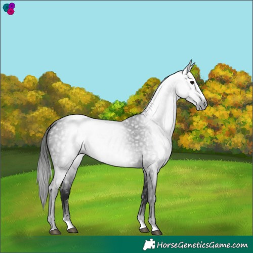 Horse Color:Gray Black Splash 