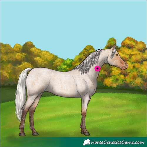 Horse Color:Silver Bay Roan Dun Appaloosa Rabicano 