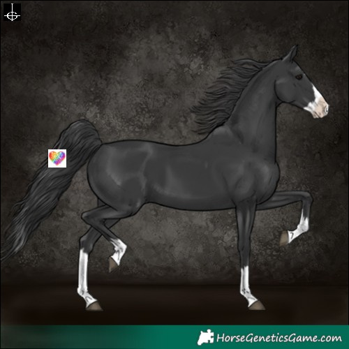 Horse Color:Black Splash