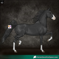 Horse Color:Black Splash 