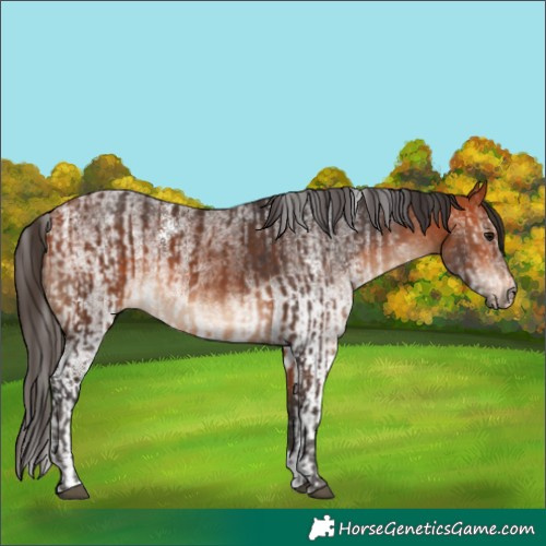 Horse Color:Bay  and White Spotted Bay 