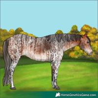 Horse Color:Bay  and White Spotted Bay 