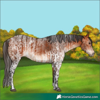 Horse Color:Bay  and White Spotted Bay 