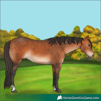 Horse Color:Bay  and Bay 