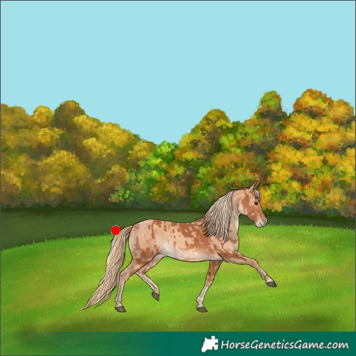 Horse Color:Chestnut  and Gold Champagne 