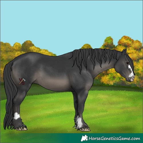 Horse Color:Black  and Black 