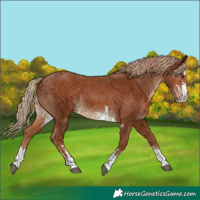 Horse Color:Chestnut and Chestnut