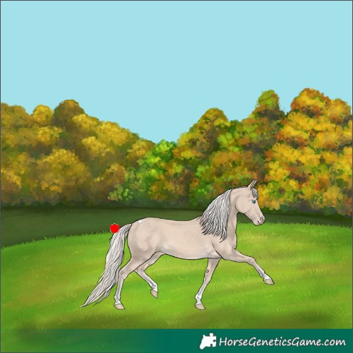 Horse Color:Cremello Tobiano 