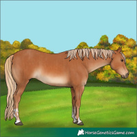 Horse Color:Chestnut  and Chestnut 