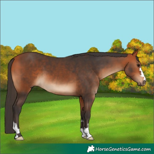 Horse Color:Bay  and Bay 