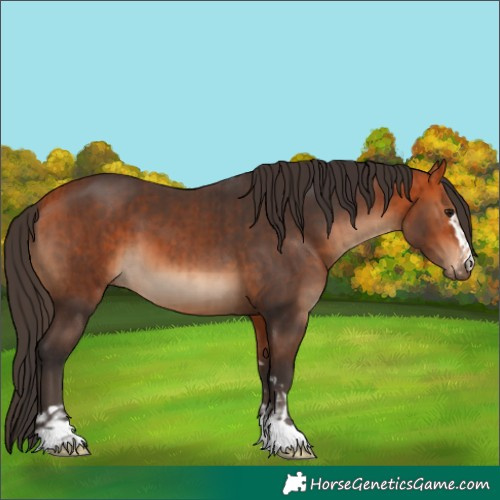 Horse Color:Bay  and Bay 