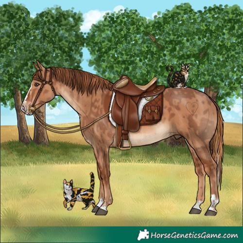Horse Color:Chestnut  and Chestnut Splash 