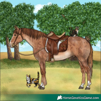 Horse Color:Chestnut  and Chestnut Splash 