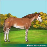 Horse Color:Chestnut  and Chestnut Splash 