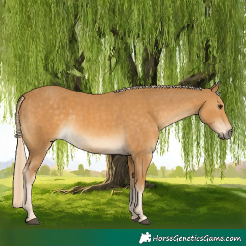 Horse Color:Palomino  and Palomino Rabicano 
