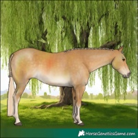 Horse Color:Palomino and Palomino Rabicano