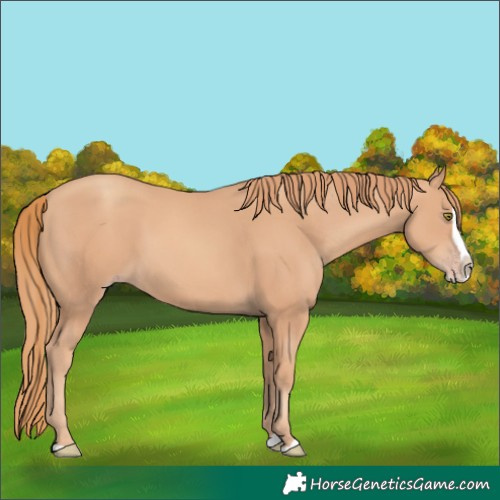 Horse Color:Gold Champagne Splash 