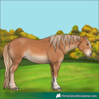 Horse Color:Chestnut  and Chestnut 