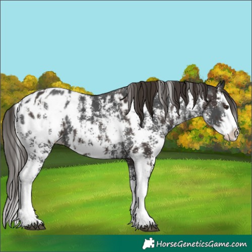 Horse Color:Liver Chestnut Sabino Splash Appaloosa  and Gray Liver Chestnut Sabino Splash Appaloosa 