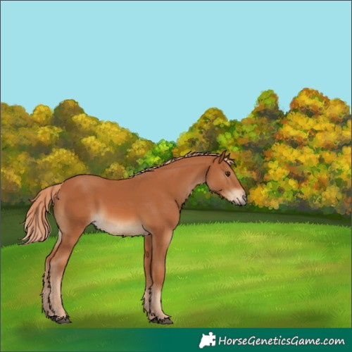 Horse Color:Chestnut 
