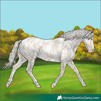 Horse Color:Cremello Near Leopard