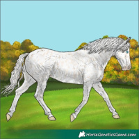 Horse Color:Cremello Appaloosa