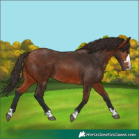 Horse Color:Bay 