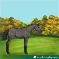 Horse Color:Smoky Grullo 
