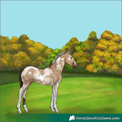 Horse Color:Gray Red Dun Ice Tobiano 