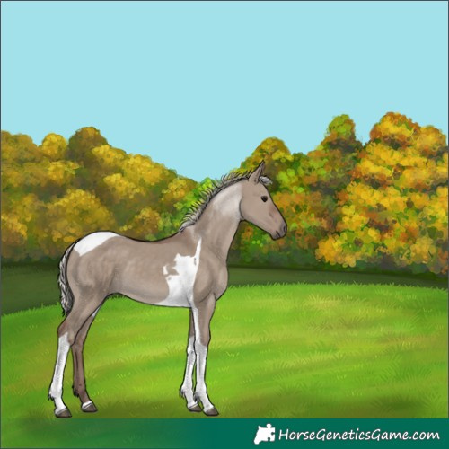 Horse Color:Silver Grullo Tobiano 