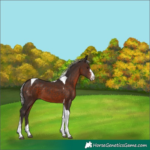Horse Color:Silver Brown Mushroom Sabino Tobiano 