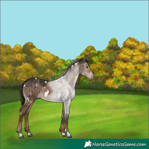 Horse Color:White Spotted Liver Red Dun Brindle 