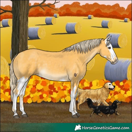 Horse Color:Palomino  and Palomino Splash 