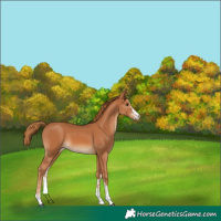 Horse Color:Chestnut  and Chestnut 