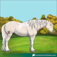 Horse Color:Cremello Tobiano 